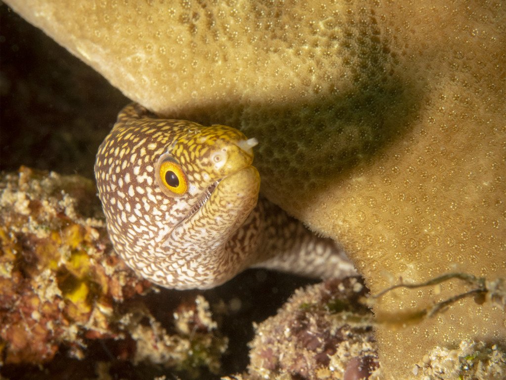 Scuba diver sees moray eel