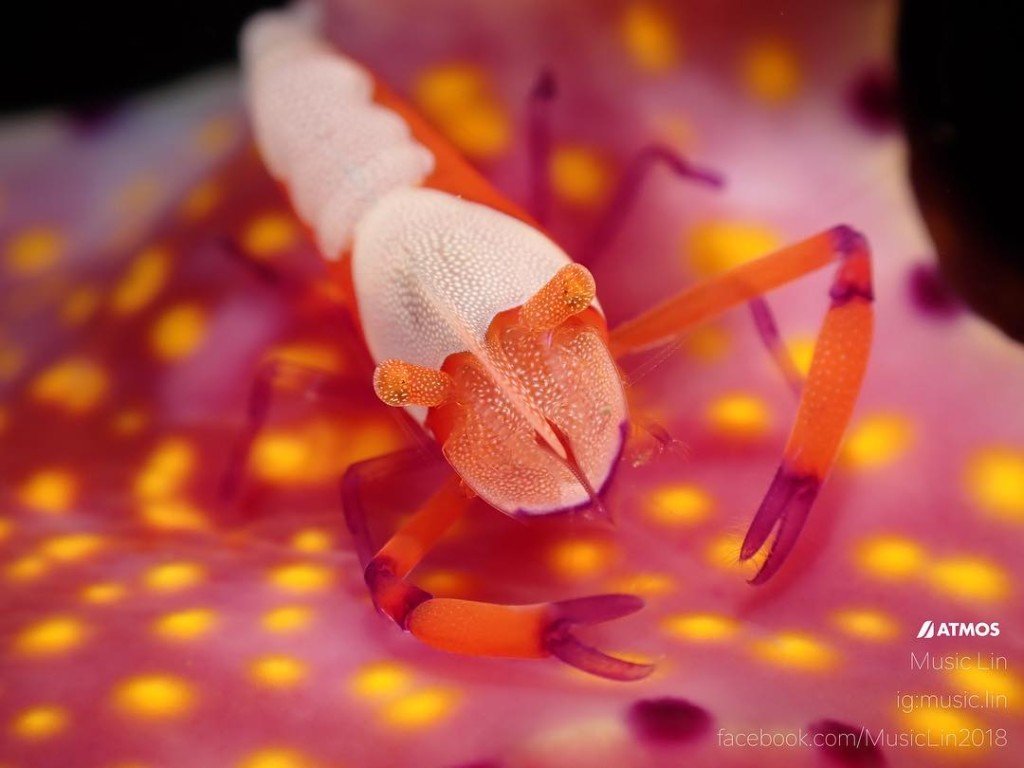 emperor shrimp on nudi