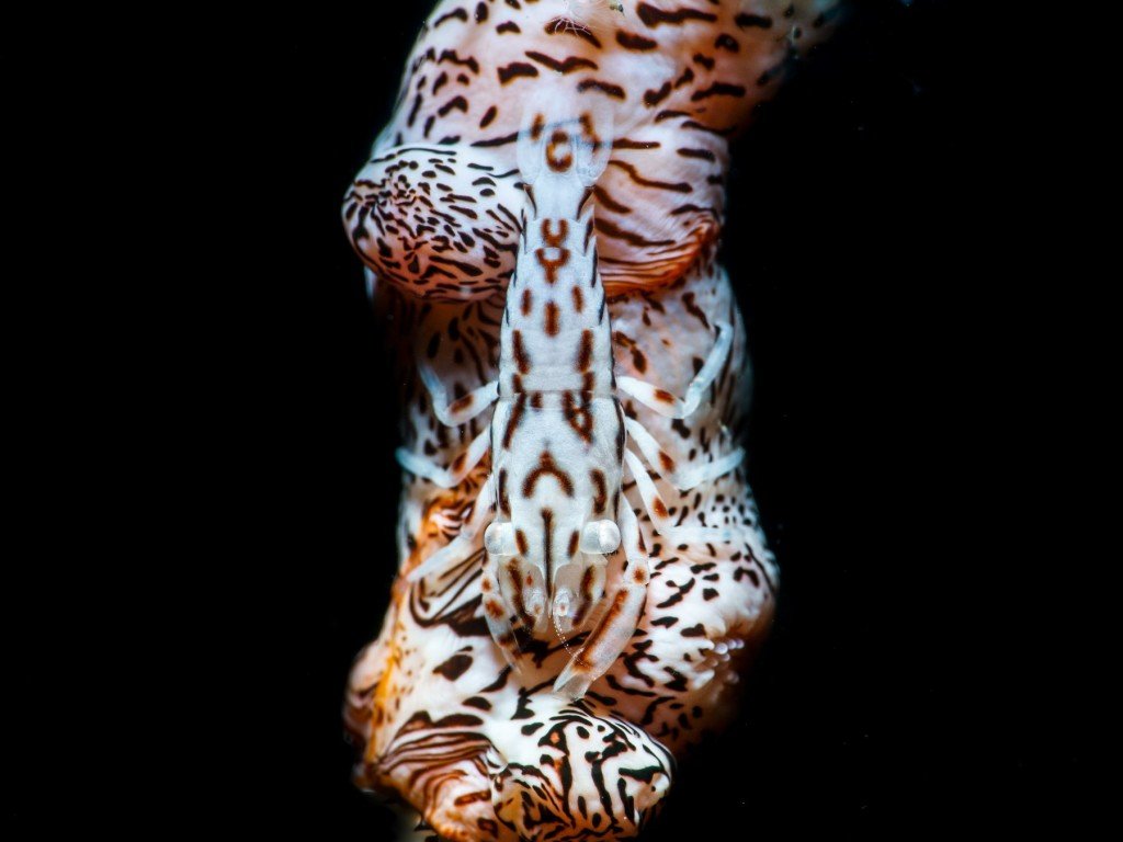 Leopard Anemone Shrimp @ 秘密花園