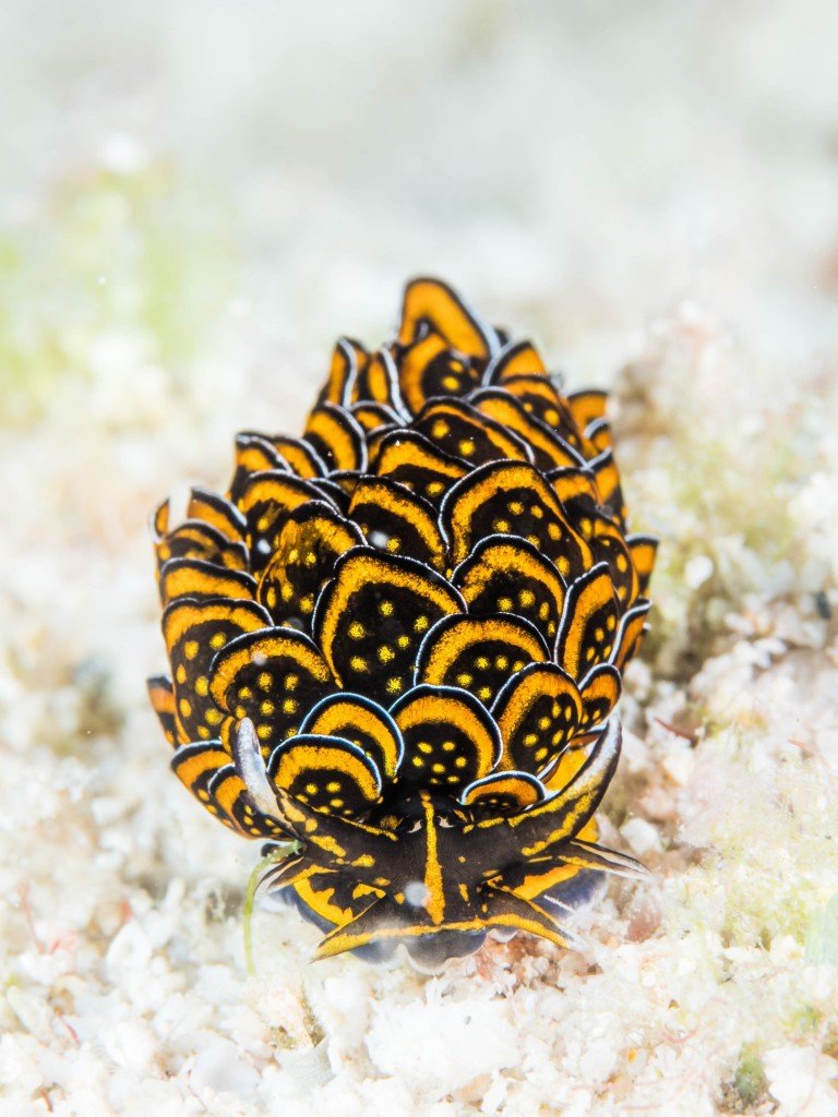 Cyerce Nigricans - Nudibranch