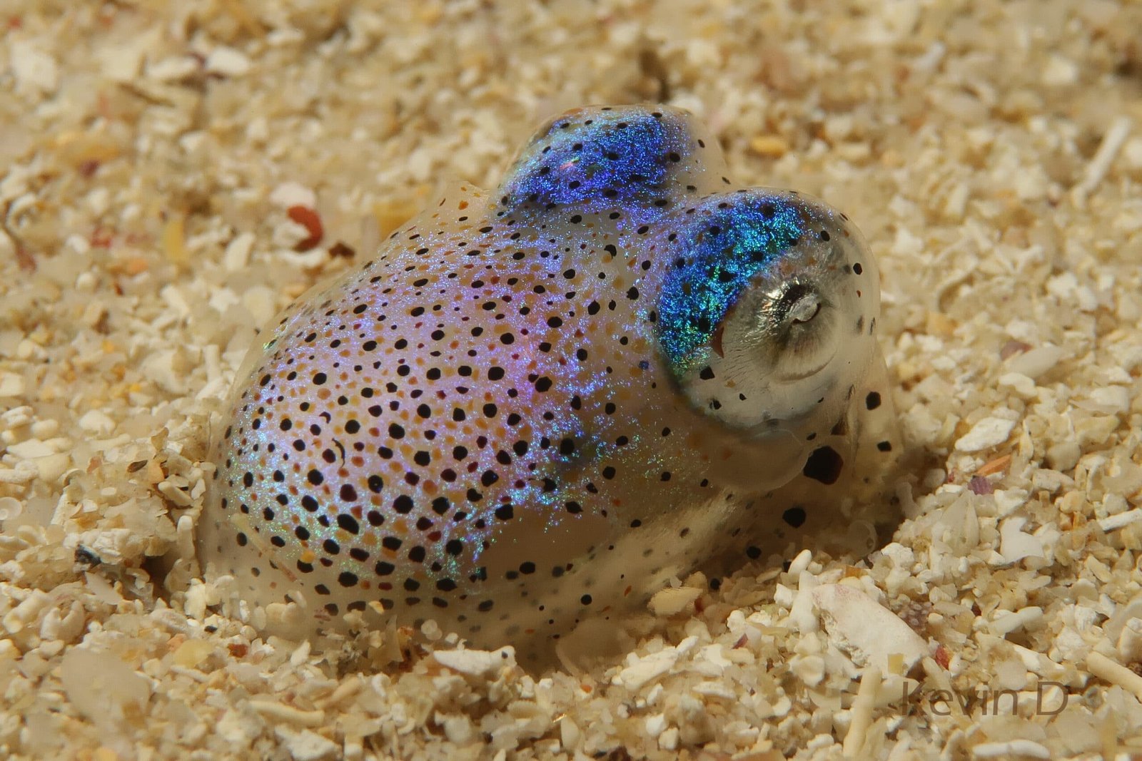 Bobtail squid in the sand