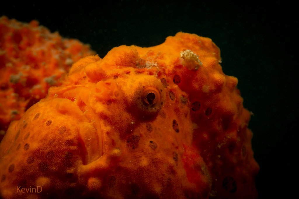 Frogfish
