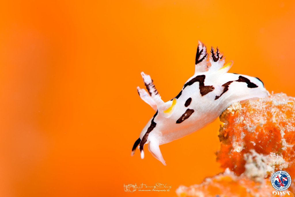 Trapania nudibranch