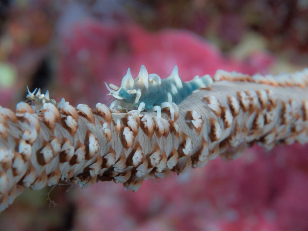 Dragon Shrimp, Taiwan