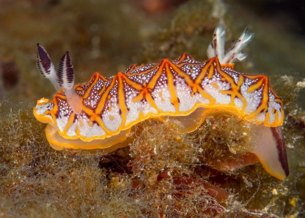 Halgerda tessellata nudibranch