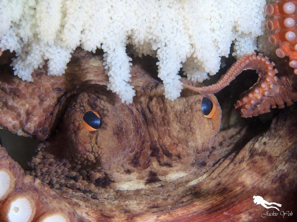 Nesting octopus with eggs